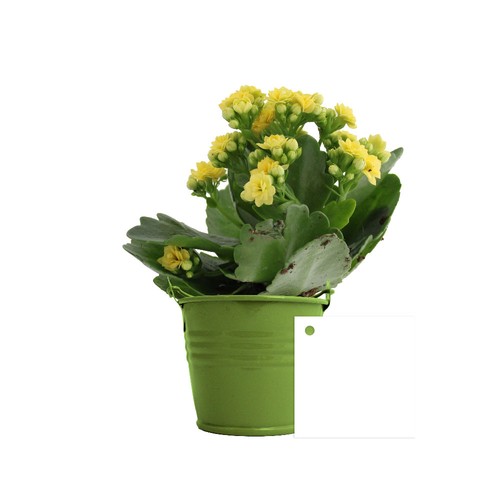 Plante fleurie pot zinc Ø7 cm