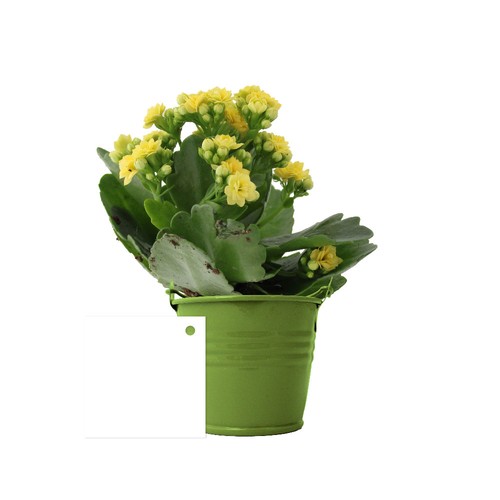 Plante fleurie pot zinc Ø7 cm