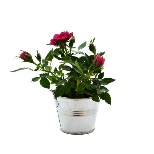 Plante fleurie pot zinc Ø7 cm