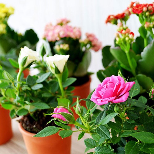 Plante fleurie pot terre cuite Ø7 cm - 2