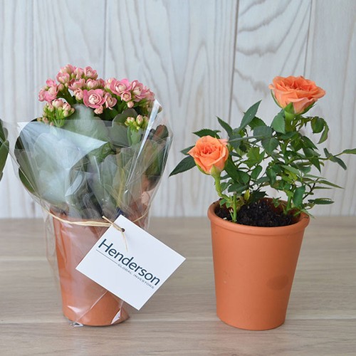 Plante fleurie pot terre cuite Ø7 cm - 3