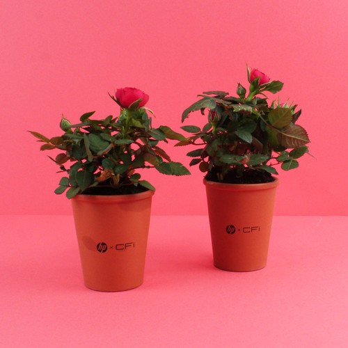 Plante fleurie pot terre cuite Ø7 cm - 1