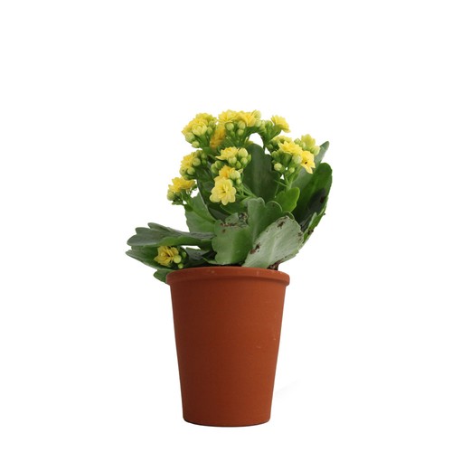 Plante fleurie pot terre cuite Ø7 cm - 4