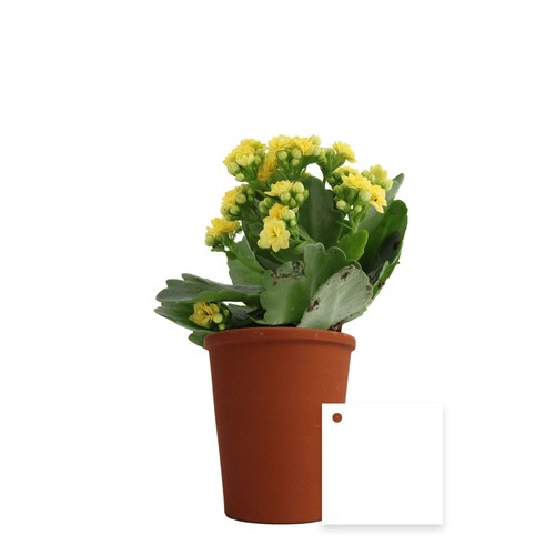 Plante fleurie pot terre cuite Ø7 cm - 5