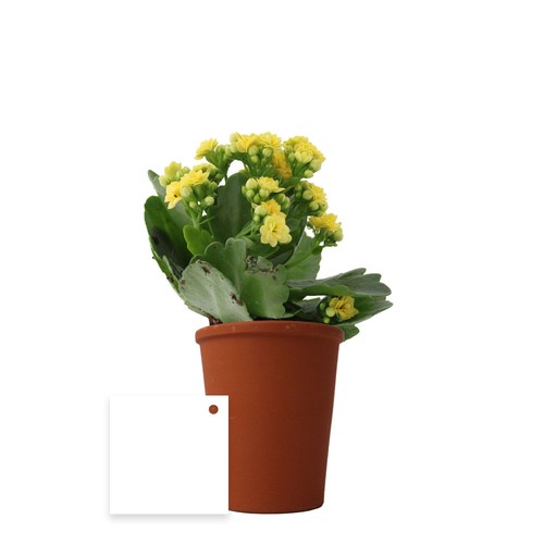 Plante fleurie pot terre cuite Ø7 cm - 6