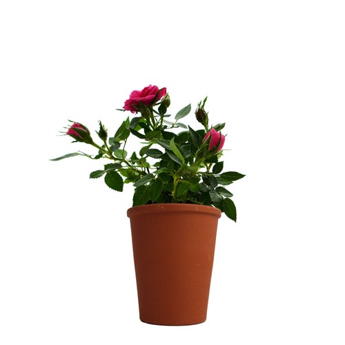Plante fleurie pot terre cuite Ø7 cm - 7