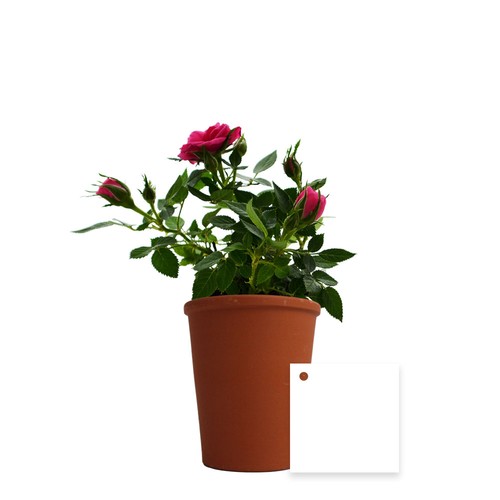 Plante fleurie pot terre cuite Ø7 cm - 8