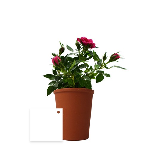Plante fleurie pot terre cuite Ø7 cm - 9
