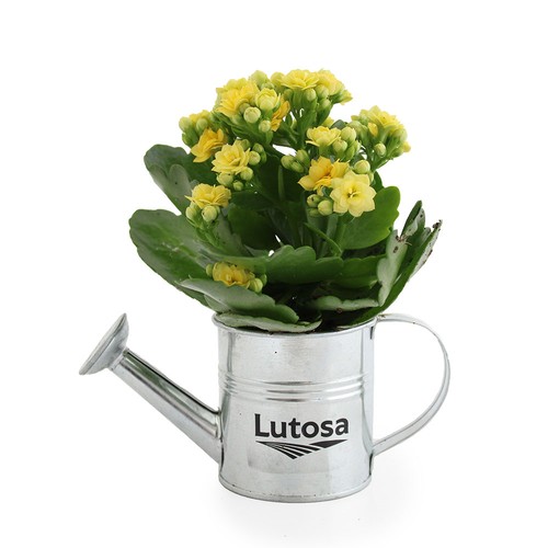 Plante fleurie pot zinc arrosoir