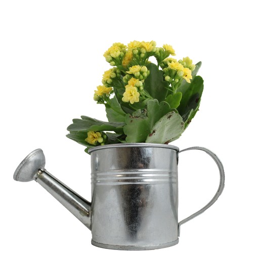 Plante fleurie pot zinc arrosoir