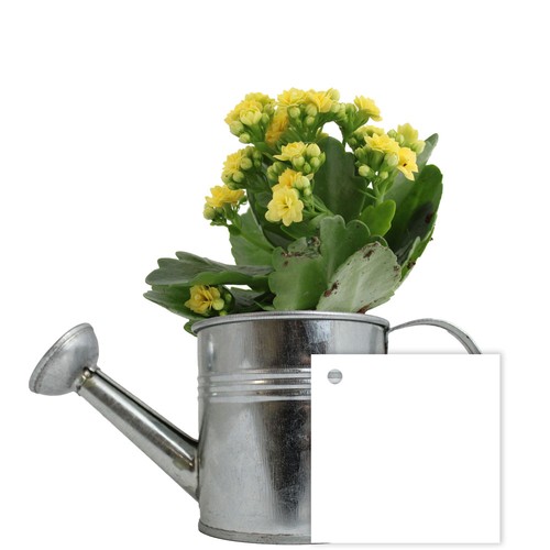 Plante fleurie pot zinc arrosoir