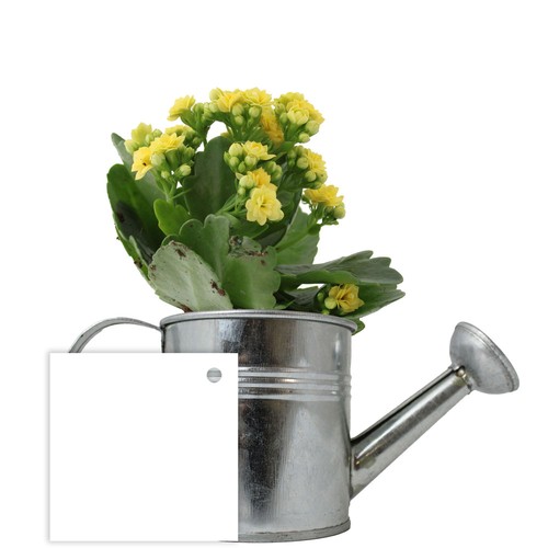 Plante fleurie pot zinc arrosoir