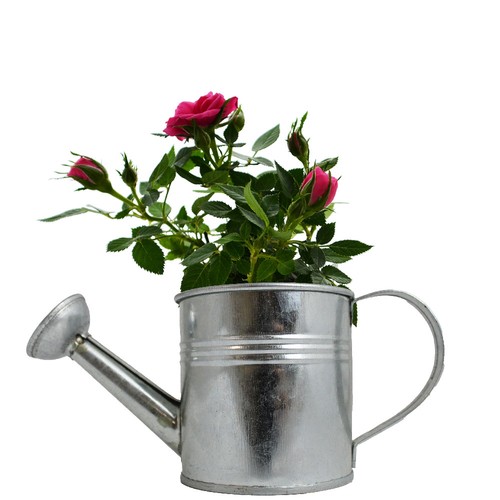Plante fleurie pot zinc arrosoir