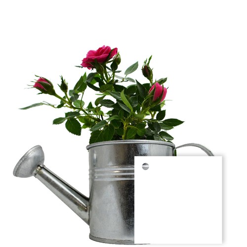 Plante fleurie pot zinc arrosoir