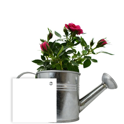 Plante fleurie pot zinc arrosoir