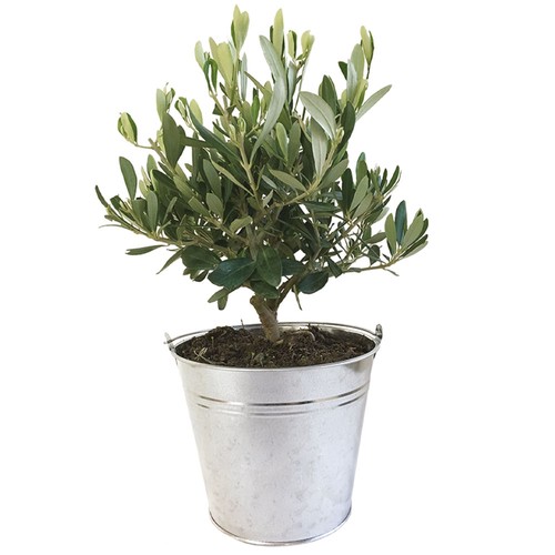 Olivier pot zinc Ø17cm