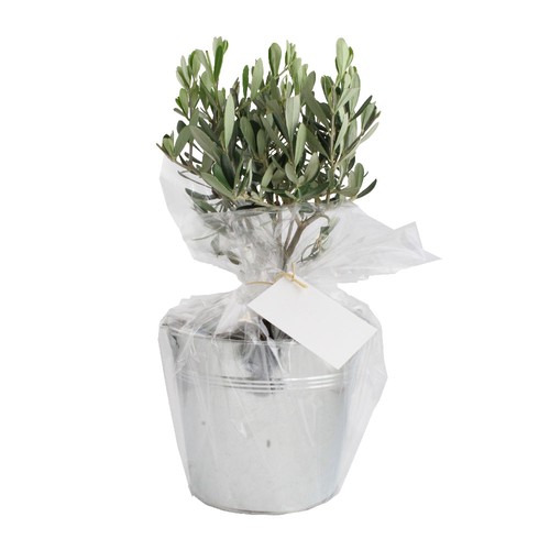 Olivier pot zinc Ø17cm