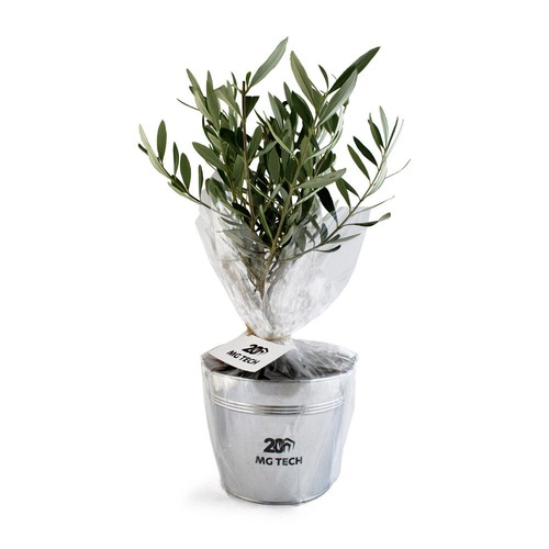 Olivier pot zinc Ø17cm