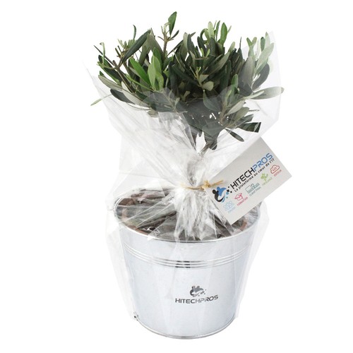 Olivier pot zinc Ø17cm