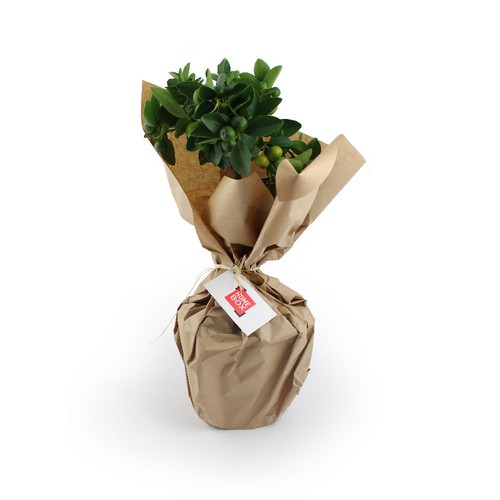 Oranger pot zinc Ø17cm - 2