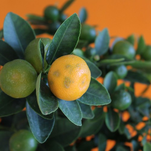 Oranger pot zinc Ø17cm - 3