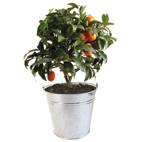 Oranger d'appartement pot zinc Ø17 cm