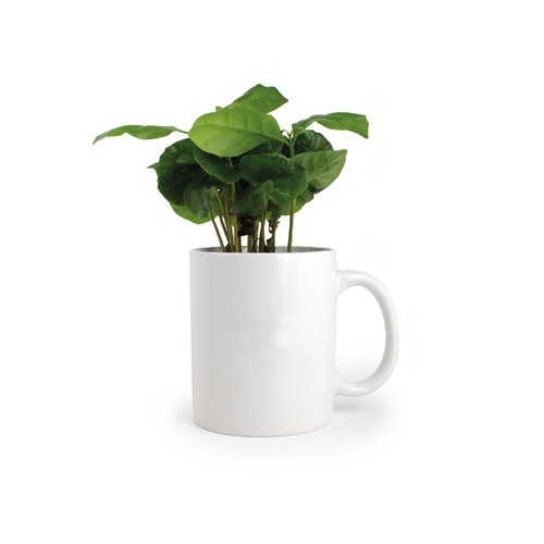 Mug caféier - 1