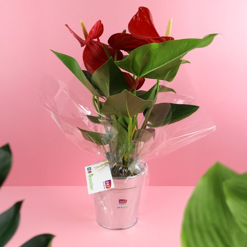 Plante pot zinc Ø13,5 cm - 2