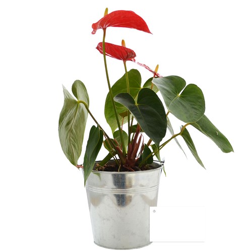 Plante pot zinc Ø13,5 cm