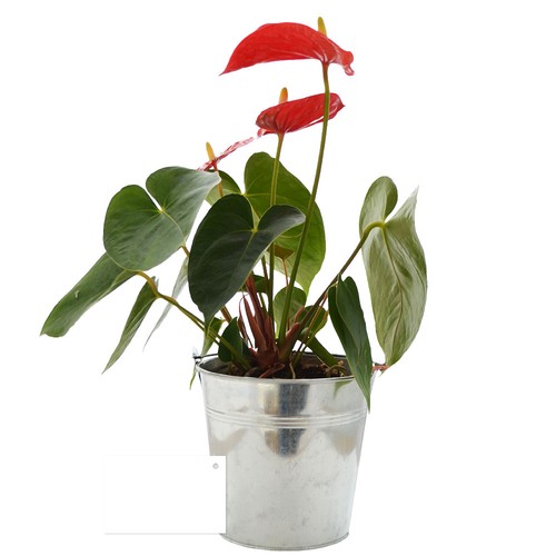 Plante pot zinc Ø13,5 cm