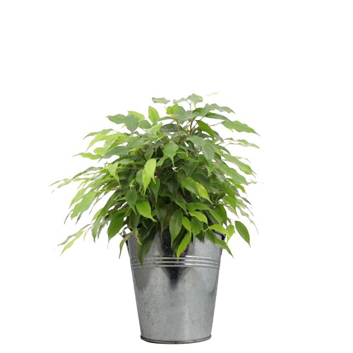 Plante pot zinc Ø13,5 cm