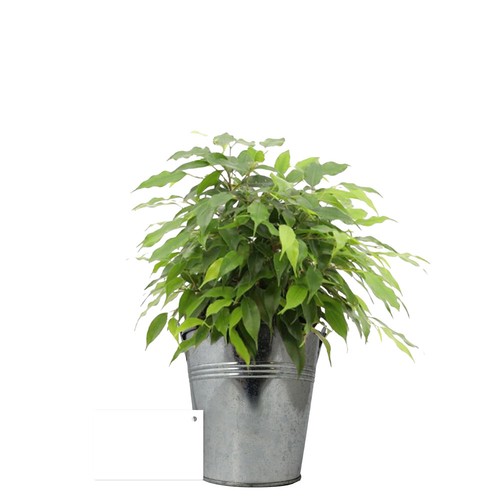 Plante pot zinc Ø13,5 cm