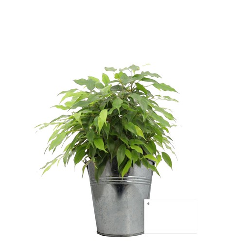 Plante pot zinc Ø13,5 cm