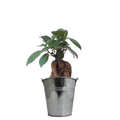 Plante pot zinc Ø13,5 cm