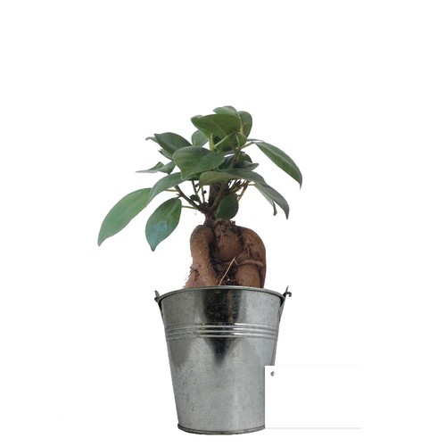 Plante pot zinc Ø13,5 cm