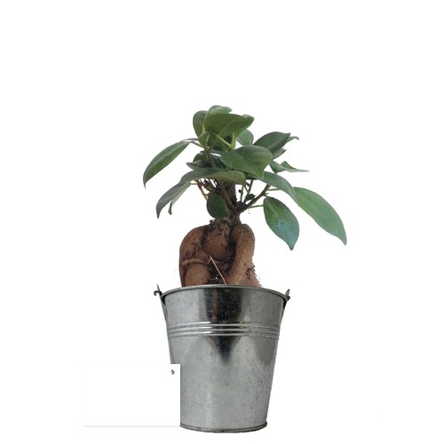 Plante pot zinc Ø13,5 cm