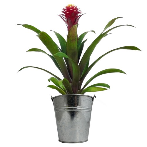 Plante pot zinc Ø13,5 cm