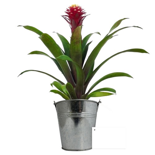 Plante pot zinc Ø13,5 cm