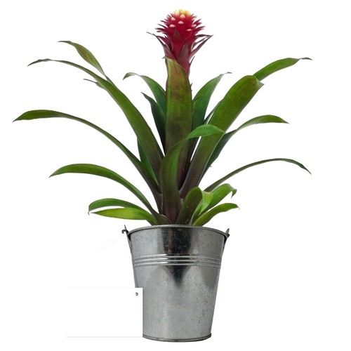 Plante pot zinc Ø13,5 cm