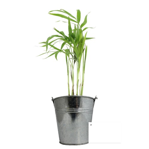 Plante pot zinc Ø13,5 cm