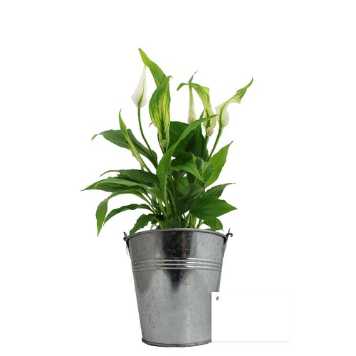 Plante pot zinc Ø13,5 cm