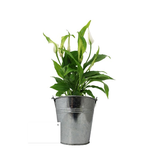 Plante pot zinc Ø13,5 cm