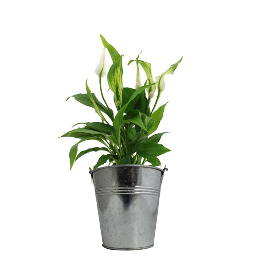 Plante pot zinc Ø13,5 cm