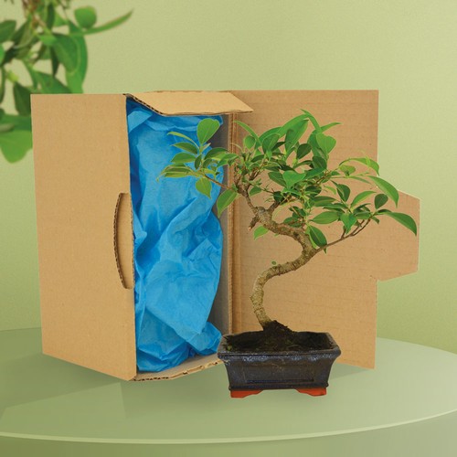 Bonsaï en carton individuel