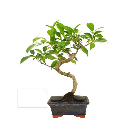 Bonsaï en carton individuel