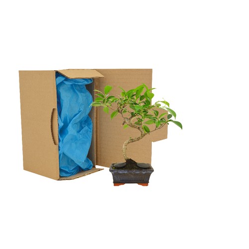 Bonsaï en carton individuel