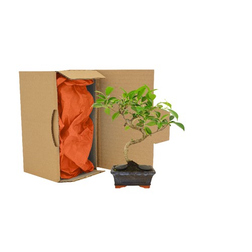 Bonsaï en carton individuel