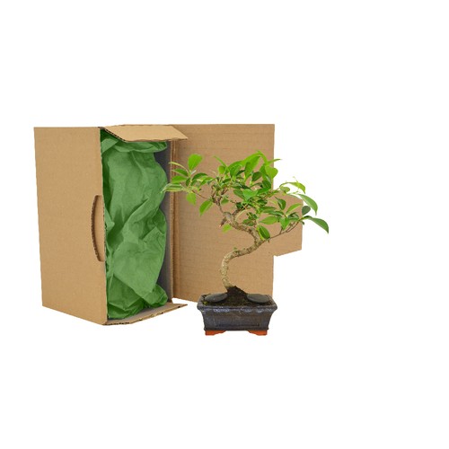 Bonsaï en carton individuel