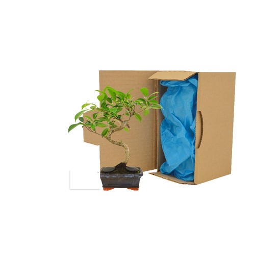 Bonsaï en carton individuel