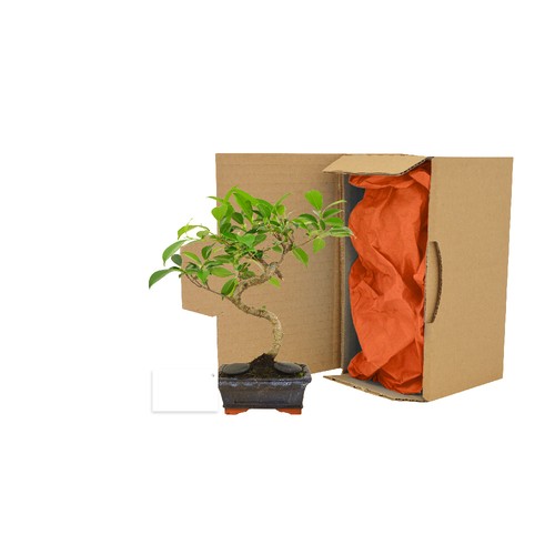 Bonsaï en carton individuel